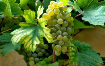 10 Mejores Recetas de Postres para Maridar con Vinos Blancos