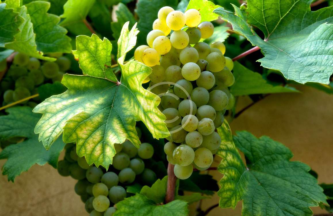 10 Mejores Recetas de Postres para Maridar con Vinos Blancos